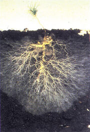 Mycorrhizal-fungi2