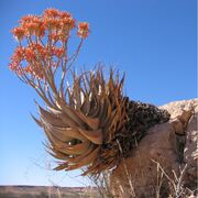 Aloe hereroensis Auob C15