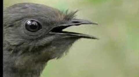 Amazing! Bird sounds from the lyre bird - David Attenborough - BBC wildlife-3