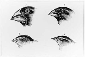 Darwinsfinches