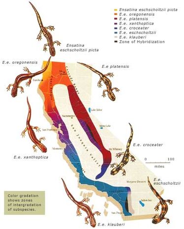 parapatric speciation