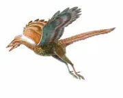 Archeopteryx