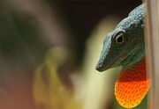 Jamaican anole