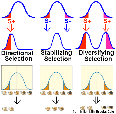 directional, stabilizing, disruptive selection