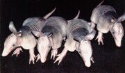 9-banded armadillo quadruplets