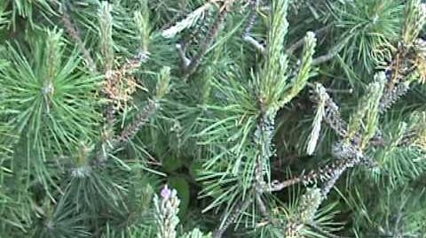 European Pine Sawfly Larvae
