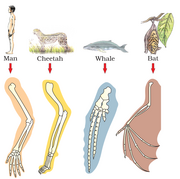 Analogous structures