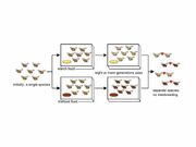 Fruit flies.jpg