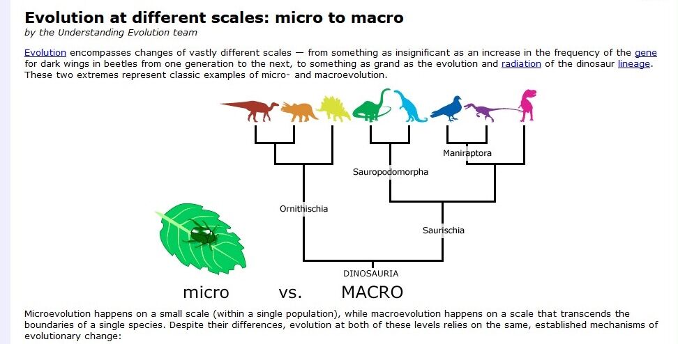 Evolution at different scales: micro to macro - Understanding