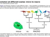 Macro vs microevolution