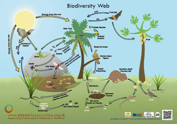 BiodiversityWeb.jpg