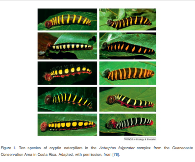 Catepillars Cryptic Speciation