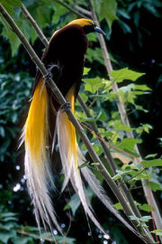 LESSER-BIRD-OF-PARADISE