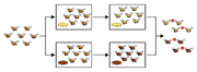 550px-Drosophila speciation