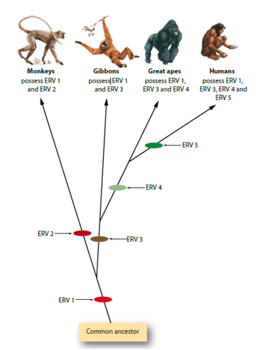 Endogenous Retrovirus possession in primates