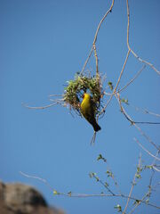 Weaver and Nest