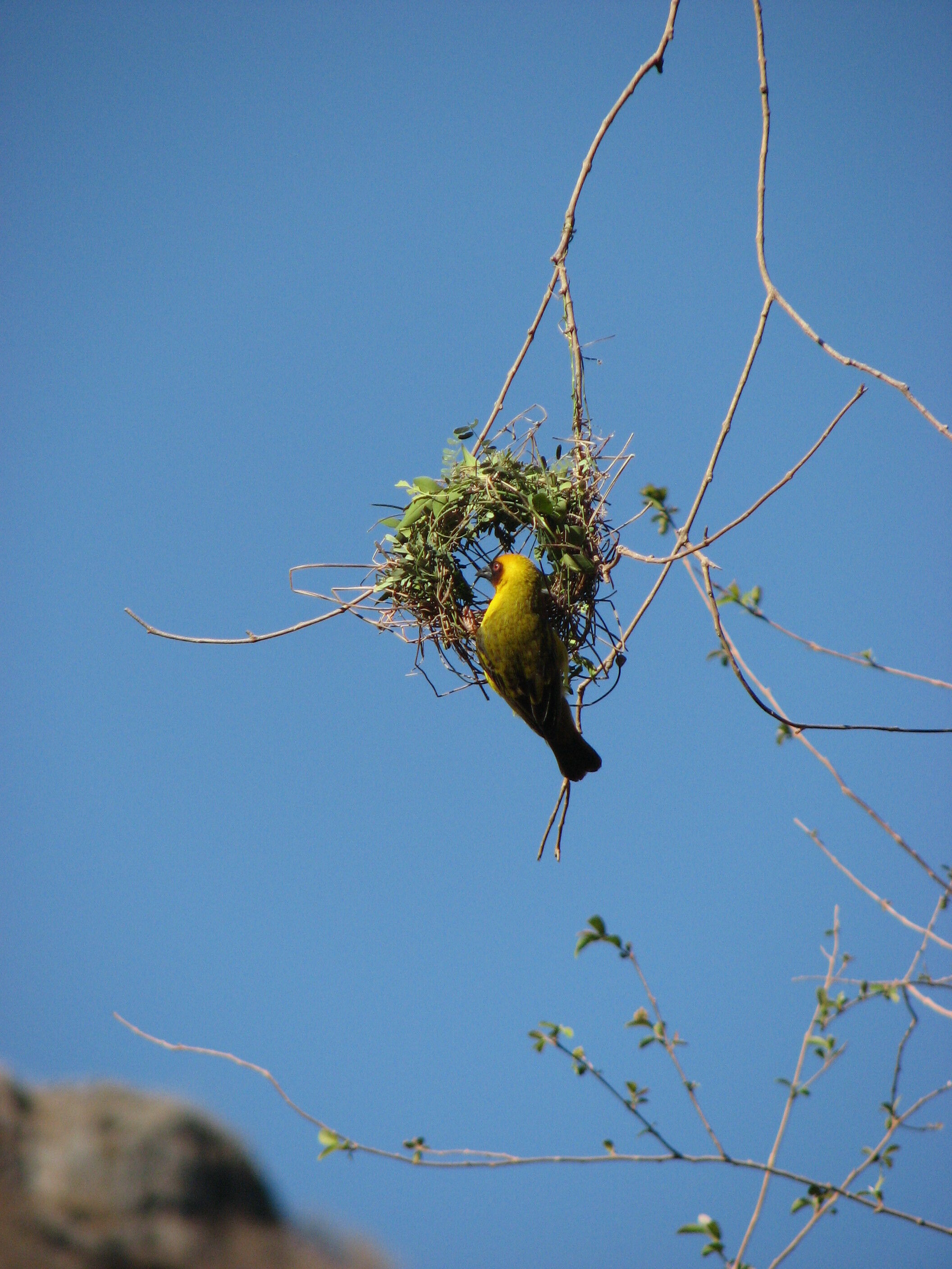 Weaver and Nest.jpg
