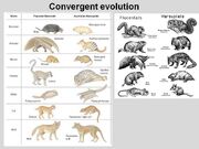 Convergent-Evolution-01