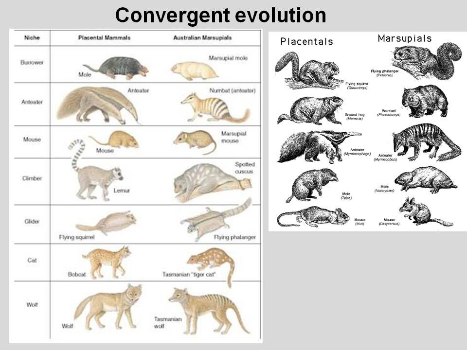 Convergent-Evolution-01.jpg