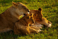 Maasai-mara-kenya-mama-lion-licking-cub-big