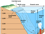 Pelagic zone