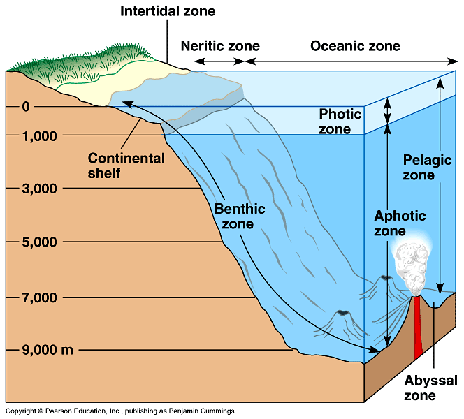 sublittoral zone animals