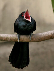 Asian Koel (Eudynamys scolopacea)- Male in Kolkata Im IMG 7575.jpg