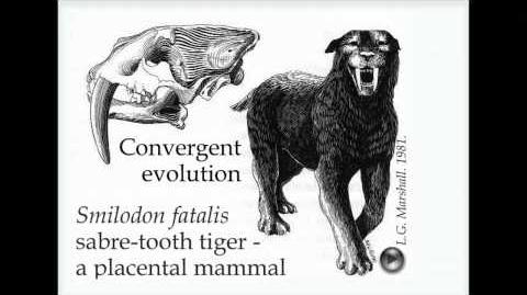 Convergent evolution-canines