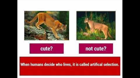 Evolution 1 Natural Selection vs. Artificial Selection