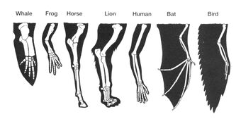 anterior limbs of frog