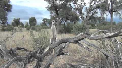 Research suggests meerkat predator-scanning behaviour is altruistic