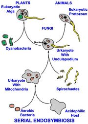 22 Serial Endosymbiosis