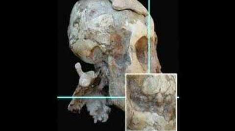 Hominid evolution & development - The Discovery