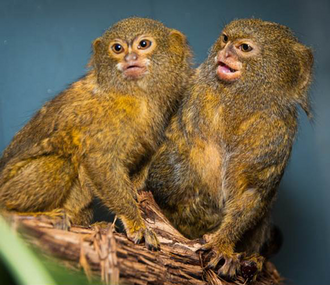 Pygmy-Marmosets-Per-and-Oko