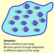 Symbab22f74d7897d44fc6df6a56a2142f7-Sympatry