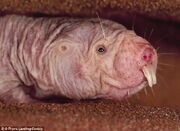 Naked mole rat