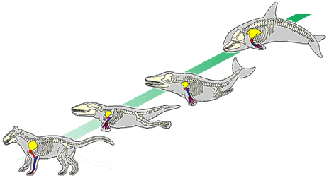 Transitional Form | DragonflyIssuesInEvolution13 Wiki | Fandom