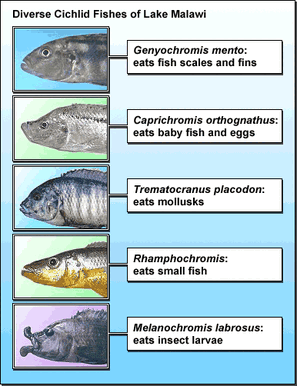 Cichlids