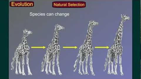 Evolution Part 3 Speciation