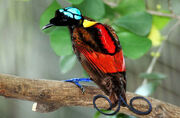 Birds of paradise display intricate colors for use in intersexual selection mating purposes