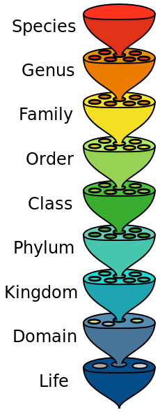 TaxonomicRank.png