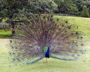 752px-Peacock.displaying.better