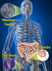 Human-body-mysteries-vestigial-organs