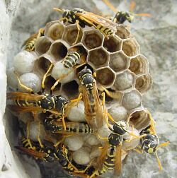 Bees.jpg