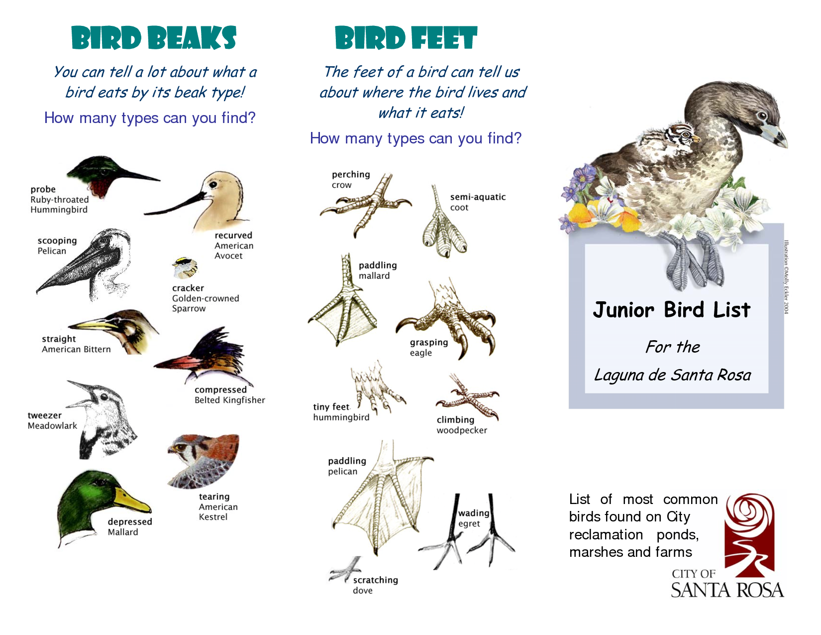 Animal Adaptation - Importance, Types and Examples