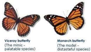 Batesian-mimicry-viceroy-monarch-butterfly