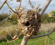 Nest