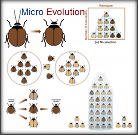 microevolution