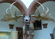 Irish Elk front