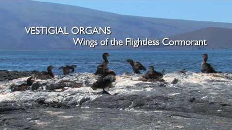 Richard_Dawkins_Vestigial_Organs_The_Wings_of_the_Flightless_Cormorant-0